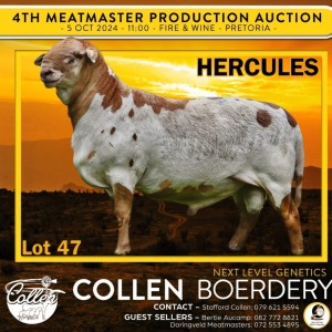 1X MEATMASTER RAM COLLEN BOERDERY