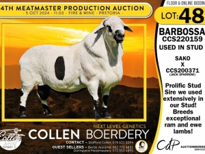 1X MEATMASTER RAM COLLEN BOERDERY