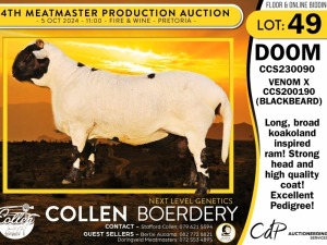 1X MEATMASTER RAM COLLEN BOERDERY