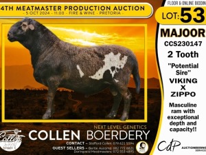 1X MEATMASTER RAM COLLEN BOERDERY