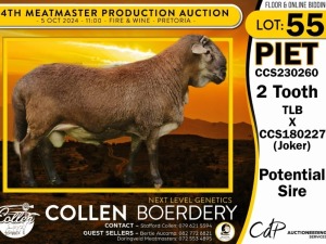 1X MEATMASTER RAM COLLEN BOERDERY