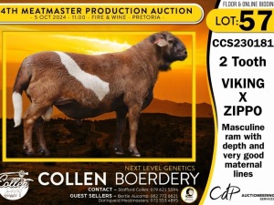 1X MEATMASTER RAM COLLEN BOERDERY