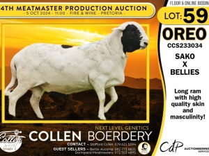 1X MEATMASTER RAM COLLEN BOERDERY