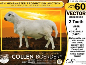 1X MEATMASTER RAM COLLEN BOERDERY