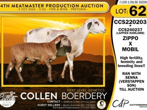 1+1X MEATMASTER EWE COLLEN BOERDERY