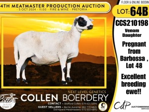 1X MEATMASTER PREGNANT EWE COLLEN BOERDERY