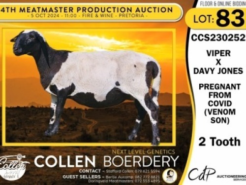 1X MEATMASTER PREGNANT EWE COLLEN BOERDERY