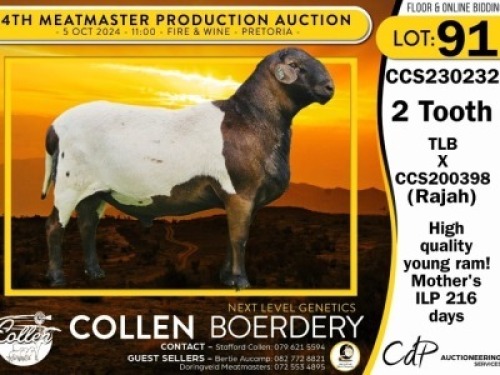 1X MEATMASTER RAM COLLEN BOERDERY