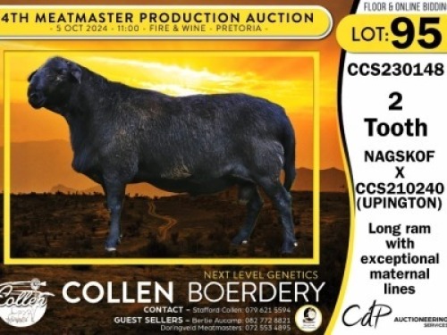 1X MEATMASTER RAM COLLEN BOERDERY