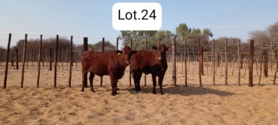 2X BONSMARA HEIFER MAKANYANE BONSMARAS