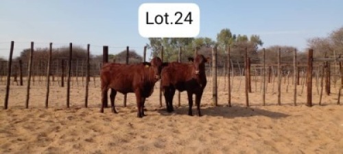 2X BONSMARA HEIFER MAKANYANE BONSMARAS