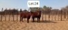 2X BONSMARA HEIFER MAKANYANE BONSMARAS