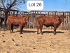 2X BONSMARA HEIFER MAKANYANE BONSMARAS