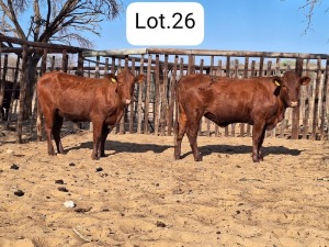 2X BONSMARA HEIFER MAKANYANE BONSMARAS