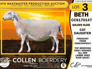 1X MEATMASTER EWE COLLEN BOERDERY