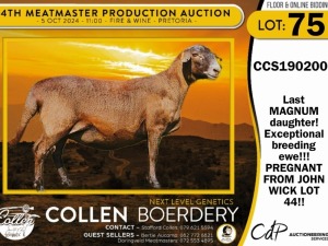 1X MEATMASTER PREGNANT EWE COLLEN BOERDERY