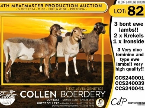 1X MEATMASTER EWE COLLEN BOERDERY