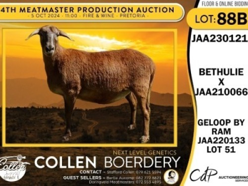 2X MEATMASTER EWE AUCAMP BOERDERY