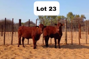 2X BONSMARA HEIFER PC BONSMARAS