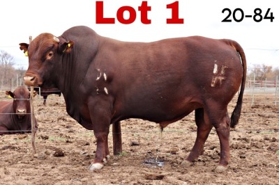 1X BONSMARA BULL BOTSWANA BONSMARA STUD