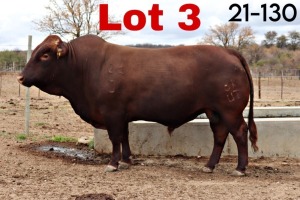 1X BONSMARA BULL BOTSWANA BONSMARA STUD