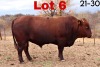 1X BONSMARA BULL BOTSWANA BONSMARA STUD