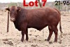 1X BONSMARA BULL BOTSWANA BONSMARA STUD