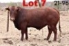 1X BONSMARA BULL BOTSWANA BONSMARA STUD
