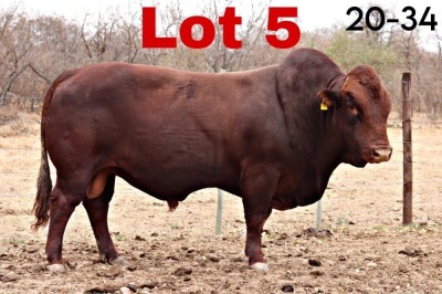 WITHDRAWN - 1X BONSMARA BULL BOTSWANA BONSMARA STUD