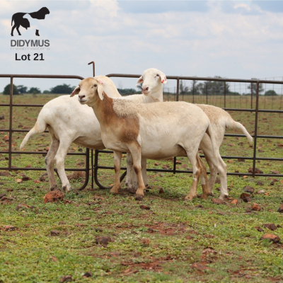 LOT 21 3X MEATMASTER OOI/EWE DIDYMUS MEATMASTERS