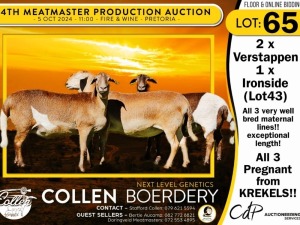 1X MEATMASTER EWE COLLEN BOERDERY