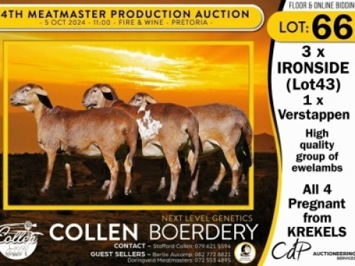 1X MEATMASTER EWE COLLEN BOERDERY