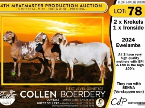 1X MEATMASTER EWE COLLEN BOERDERY