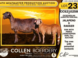 1+1X MEATMASTER EWE COLLEN BOERDERY