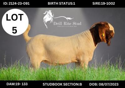 1X Boergoat Buck DRILLRITE STUD