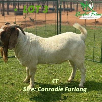 1X Boergoat Buck KHUDIRI FARMS