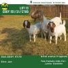 1X Boergoat Doe & Kid EDDY BOERGOATS