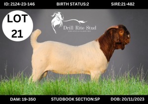 1X Boergoat Buck DRILLRITE STUD