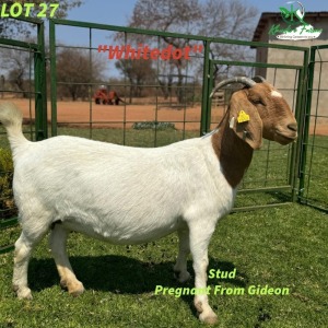 1X Boergoat Doe KHUDIRI FARMS