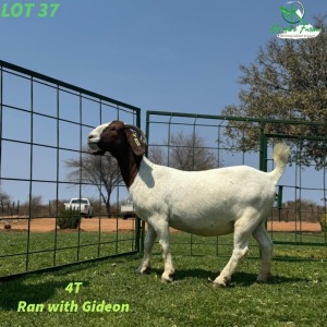 1X Boergoat Doe KHUDIRI FARMS