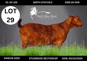 1X Kalahari Red Doe DRILLRITE STUD