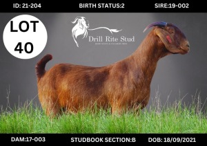 1X Kalahari Red Doe DRILLRITE STUD