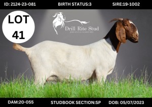 1+1X Boergoat Doe & Kid DRILLRITE STUD