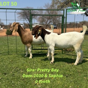 2X Boergoat Doe KHUDIRI FARMS