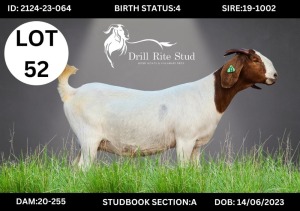 1+2X Boergoat Doe DRILLRITE STUD