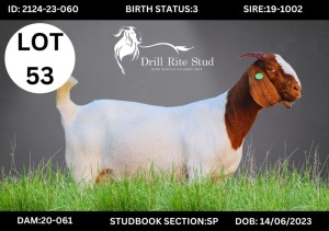 1+1X Boergoat Doe DRILLRITE STUD