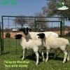 1+2X Meatmaster Ewe & Lamb KHUDIRI FARMS