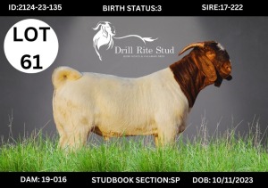 1X Boergoat Buck DRILLRITE STUD