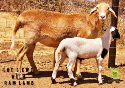 1+1X Meatmaster Ewe & Lamb NTOMBELA FARMS