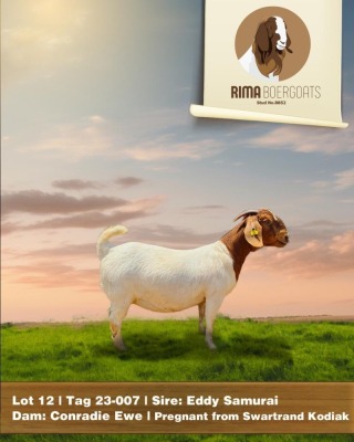 1X Boergoat Doe RIMA BOERGOAT STUD